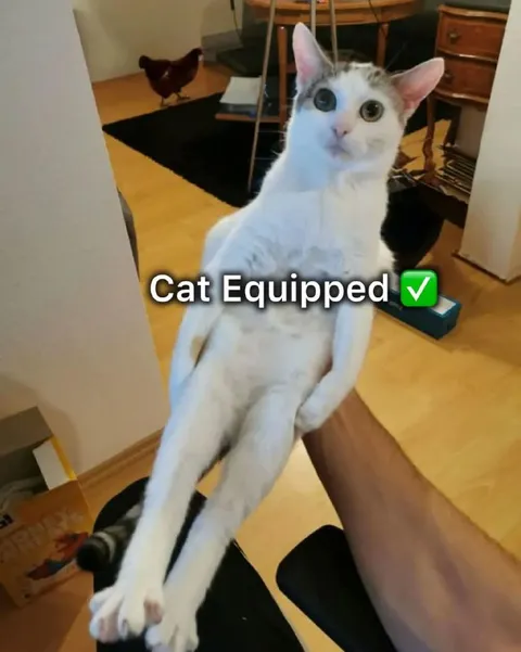Cat Equipped Reaction