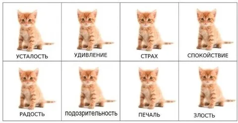 Котёнок показывает все эмоции