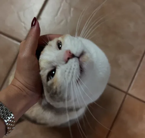 Кот, которого гладят по голове