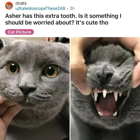 Cat With an Extra Tooth