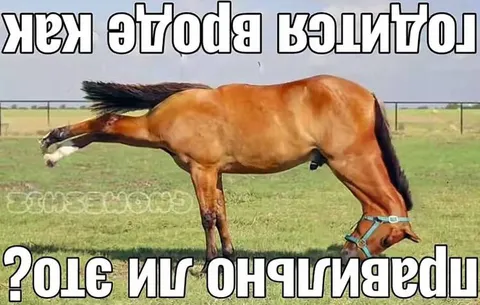 Лошадь вверх ногами