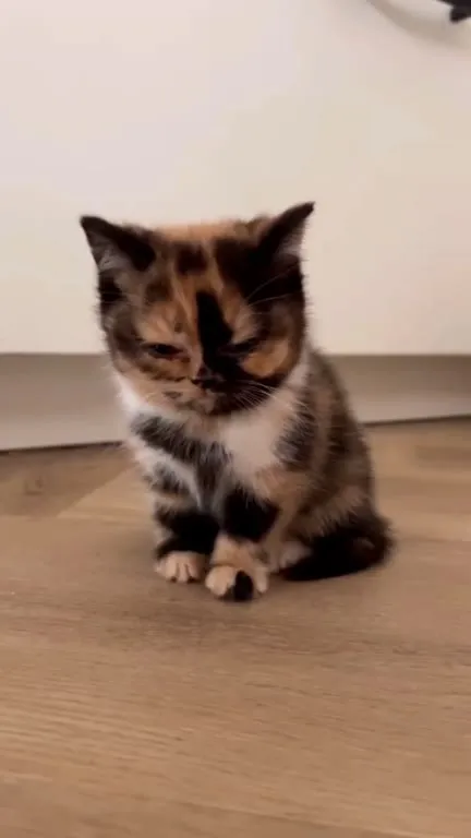 Грустный котёнок под музыку