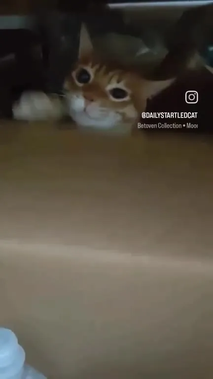 Кот выглядывает из шкафа