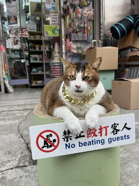 禁止毆打客人的貓