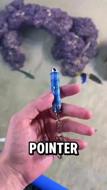 See Pointer Laser Fish