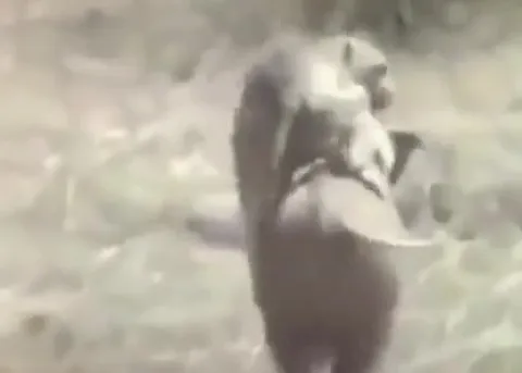 Крысы устроили погоню