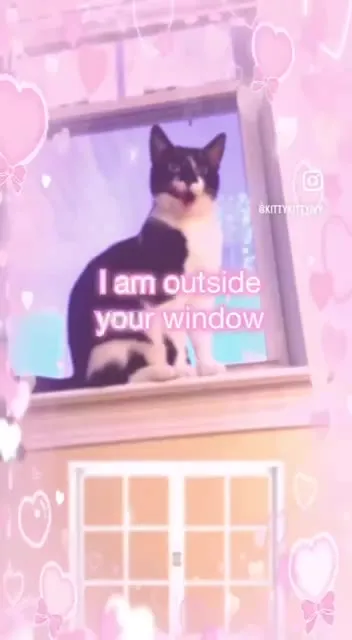 The Cat Is Everywhere