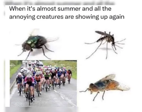 Annoying Creatures Return in Summer