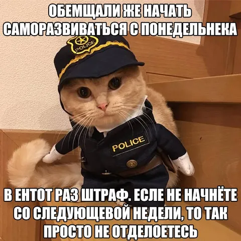 Полицейский кот за саморазвитие