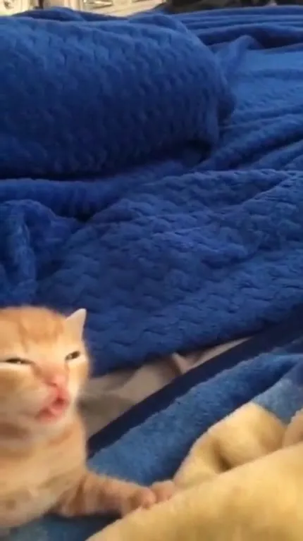 Котёнок жалобно мяукает