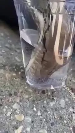 Змея пьёт из стакана