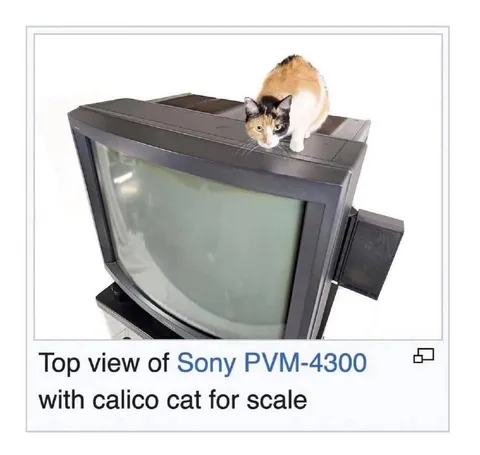 Calico Cat for Scale