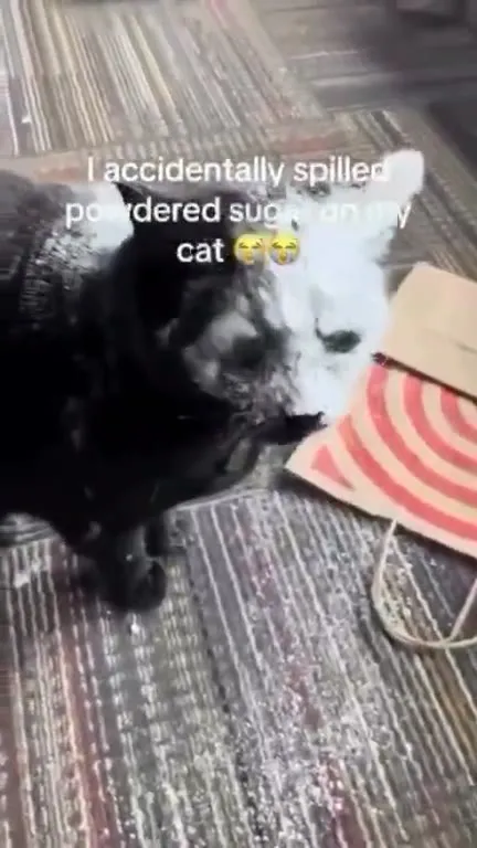 Powdered Sugar Cat Reveal