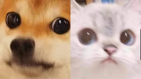 Собака и кот с большими глазами