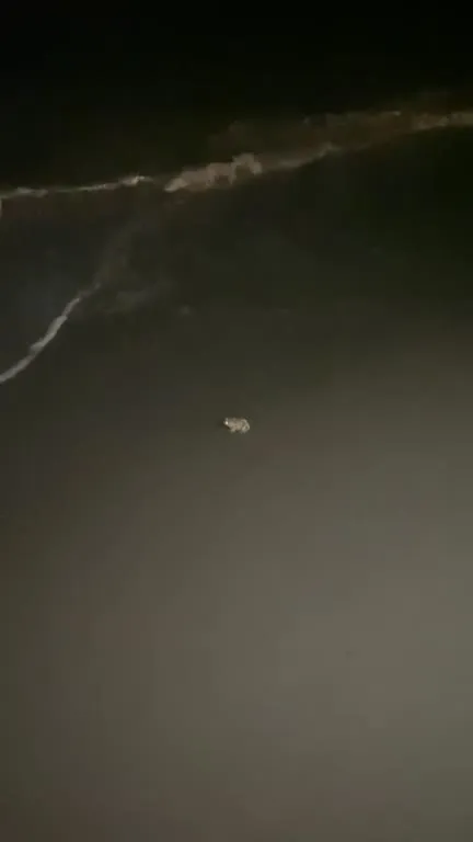Лягушка в море ночью