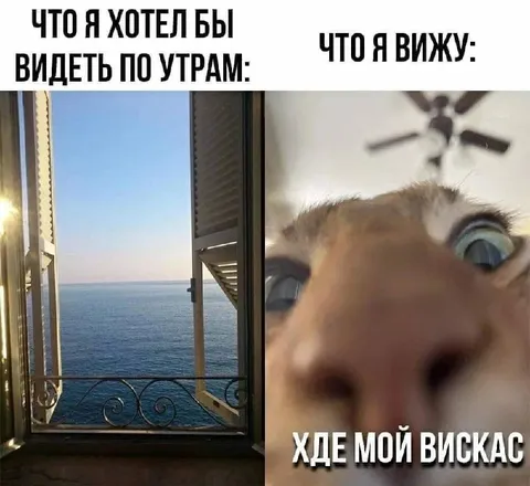 Море утром и кот вместо Вискаса