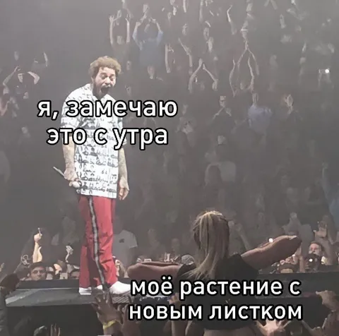 Растение с новым листиком