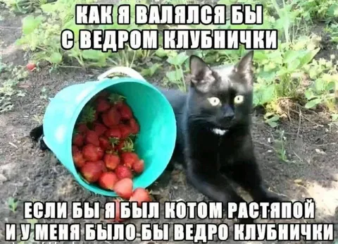 Кот с ведром клубники