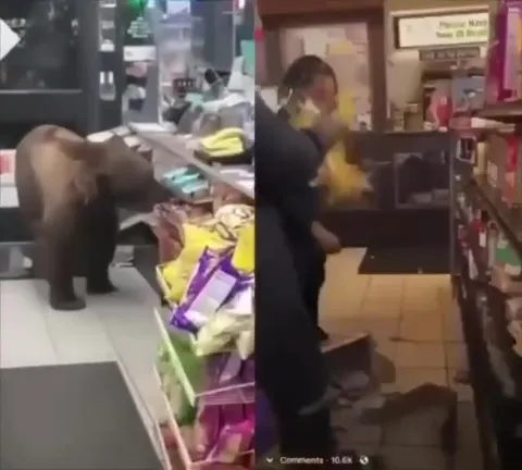Медведь в магазине и хаос