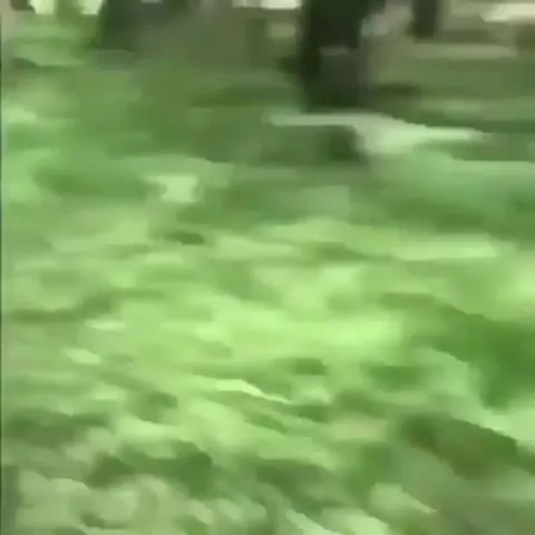 Медведь и кусок пиццы