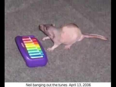 Neil Banging Out the Tunes