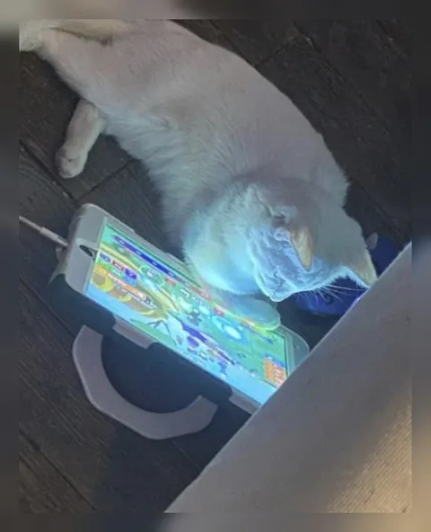 Кот играет на телефоне