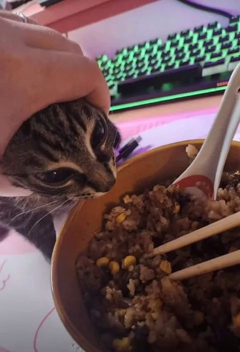 Кот хочет попробовать еду