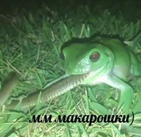 Лягушка ест макарошки