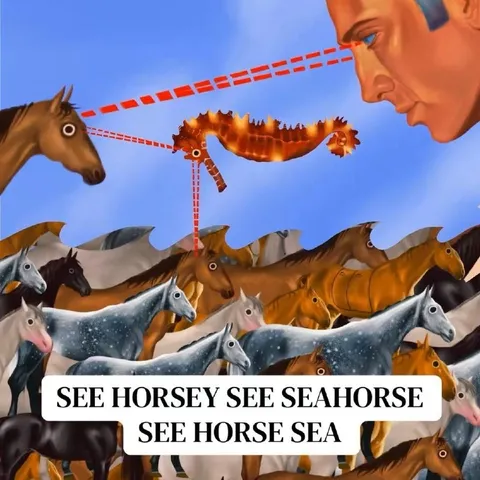 See Horsey See Seahorse