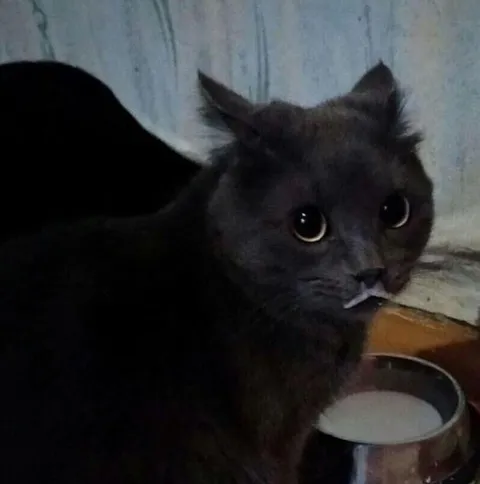 Кот с молоком