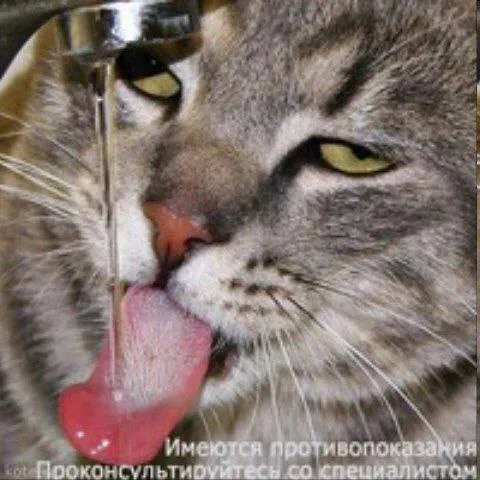Кот с противопоказаниями