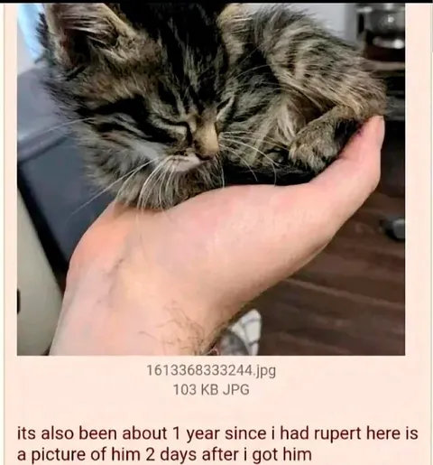 Rupert One Year Later
