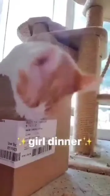 Cat Girl Dinner