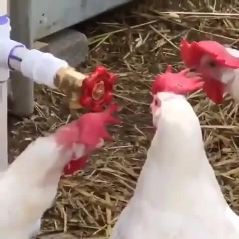 Куры спорят с краном