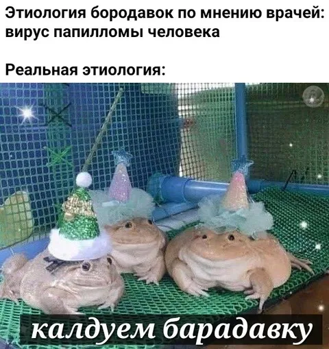 Жабы колдуют бородавки