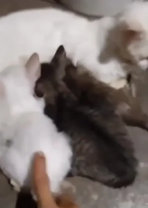Кот и пищащая крыса