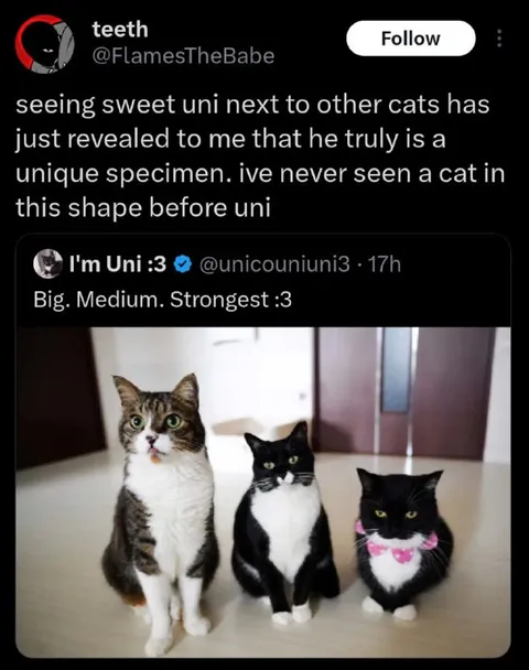 Uni Is a Unique Cat Specimen