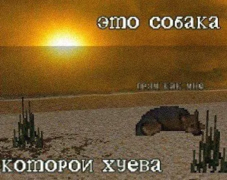 Собака, которой хуёво