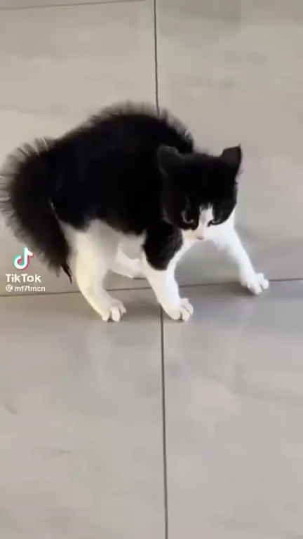 Кот танцует под Better Off Alone