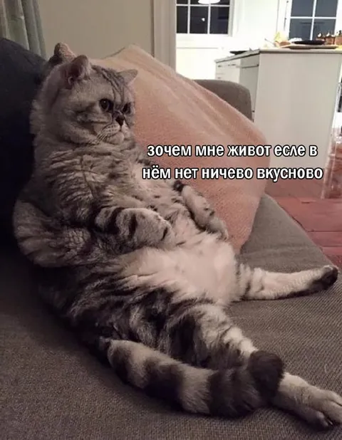 Коту нечего вкусного поесть