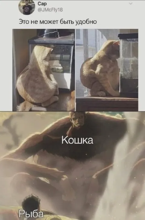 Кошка пытается пролезть в аквариум