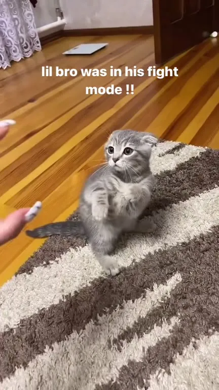 Kitten Enters Fight Mode