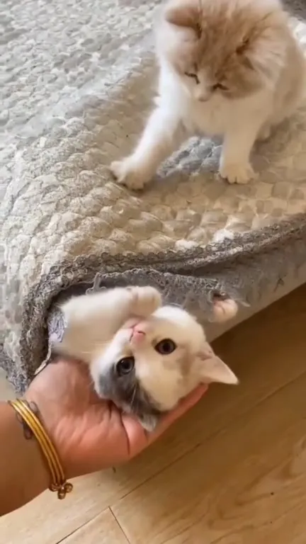 Котёнок под пледом