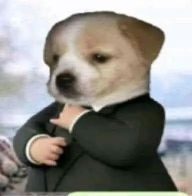 Серьёзный пёс в костюме