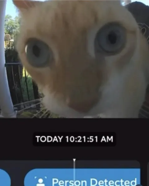 Cat Person Detected
