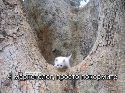 Маркетолог, которого просто покормите