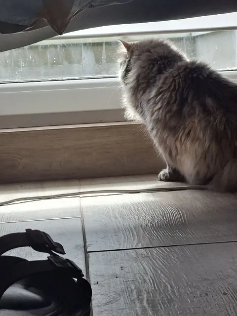 Кот задумчиво смотрит в окно
