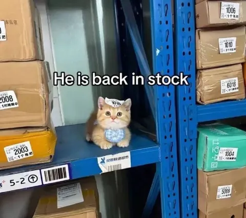 He Is Back in Stock