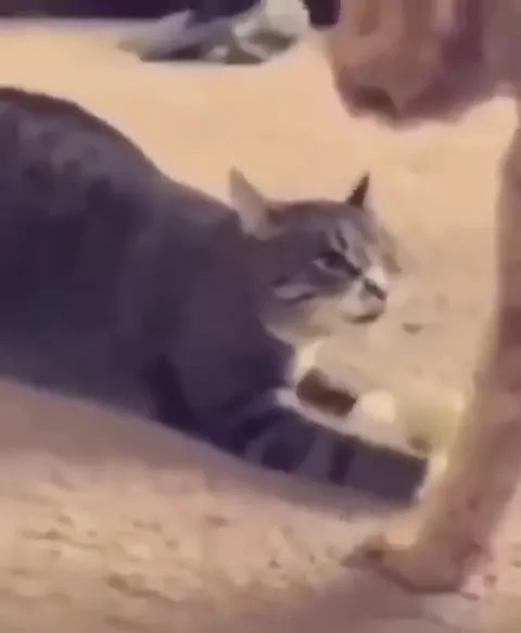 Кот ласково обнимает лапу