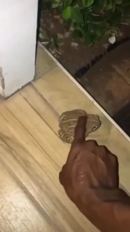 Wait for the Frog to Strike